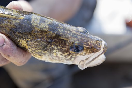 tiny northern pike